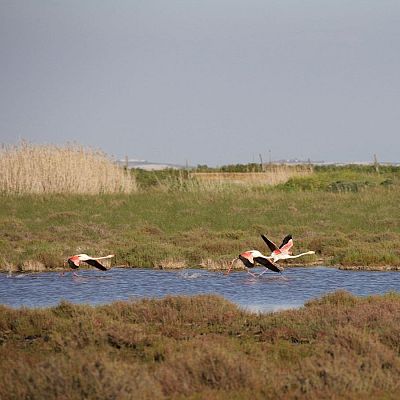 \"Desde 1900 se han perdido más del 64% de los humedales del mundo\" - Las mañanas de RNE | Escuchar