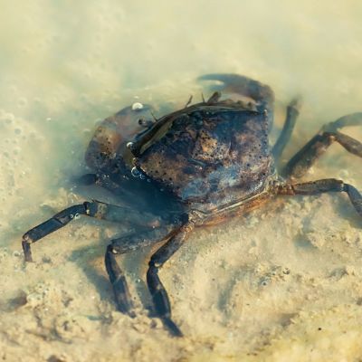 Producir quitosano para mejorar la salud de la mujer - A golpe de bit | Escuchar