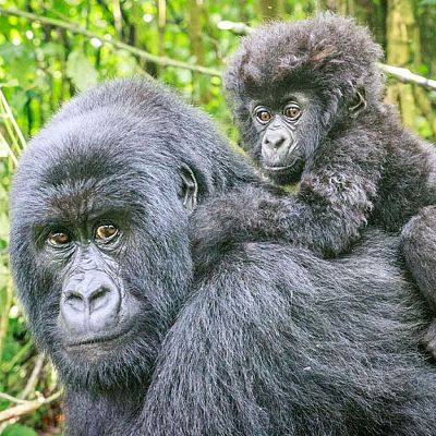 Nacen dos gorilas de montaña gemelos - África hoy | Escuchar
