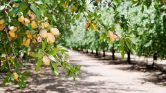 Mundo rural - Promoción exterior, frutos secos e innovación vitivinícola - 11/02/26