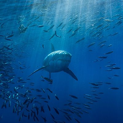 El tiburón blanco, un morador evasivo en el Mediterráneo - Españoles en la mar | Escuchar