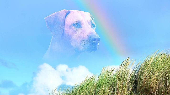 Espacio en blanco - Espíritus de mascotas - 22/02/26 - Espacio en blanco | Escuchar