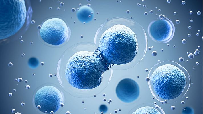 Descubierto el proceso que regula la división celular - A golpe de bit | Escuchar