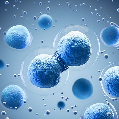 Descubierto el proceso que regula la división celular - A golpe de bit | Escuchar