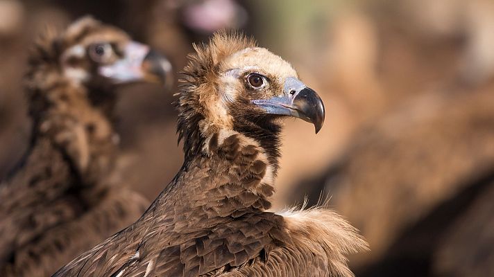 Parque Nacional de Monfragüe, provincia de Cáceres - La Iberia verde | Escuchar