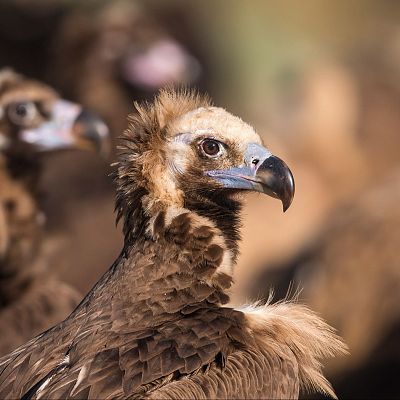 Parque Nacional de Monfragüe, provincia de Cáceres - La Iberia verde | Escuchar