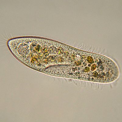 La vida tuvo que hacer un cambio de sistema operativo - A golpe de bit | Escuchar