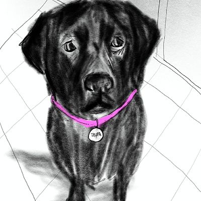 Territorio 9 - 'Trufa', el cómic que expresa con viñetas lo que los ladridos no pueden - 23/03/26 - Territorio 9 | Escuchar