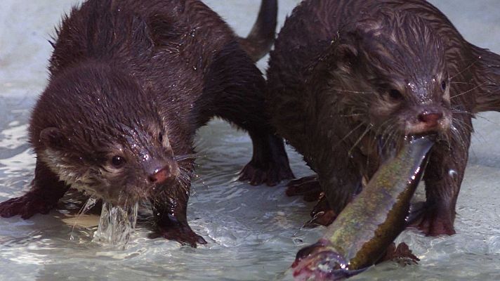 La nutria, mamífero que habita en ríos, embalses y estuarios - En clave Turismo | Escuchar