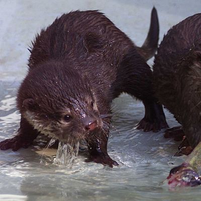 La nutria, mamífero que habita en ríos, embalses y estuarios - En clave Turismo | Escuchar