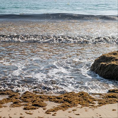 Dos proyectos del CSIC monitorizan el alga asiática invasora - Españoles en la mar | Escuchar