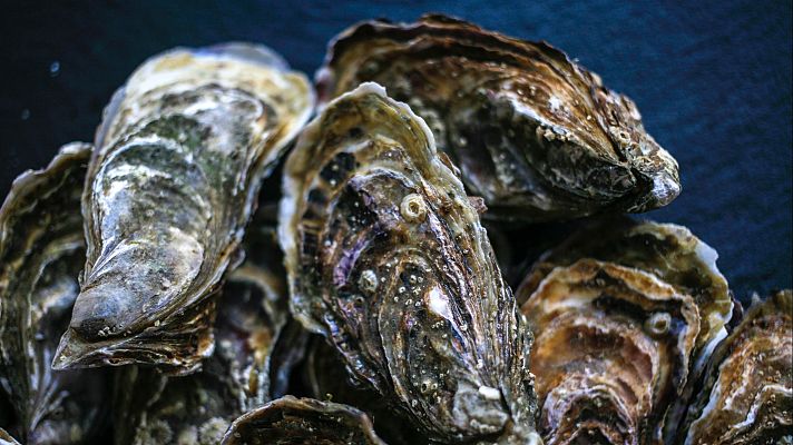 Roban un cultivo experimental de ostras en el mar Menor - Españoles en la mar | Escuchar