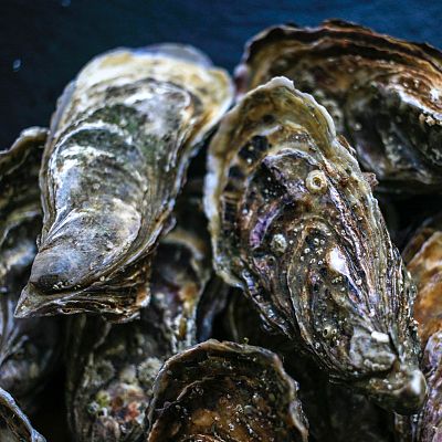 Roban un cultivo experimental de ostras en el mar Menor - Españoles en la mar | Escuchar