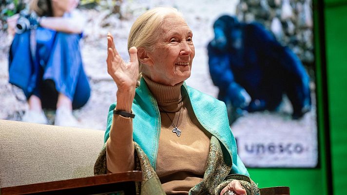 Declarado el 3 de abril como el Día de Jane Goodall - África hoy | Escuchar