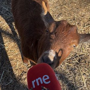 Reportajes Emisoras - Reportajes Emisoras - Ávila - Renacen las guisandesas - 06/04/26 - Escuchar ahora