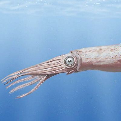 El calamar de Poseidón, entre las especies más fascinantes - Españoles en la mar | Escuchar