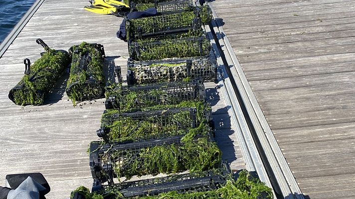 El IEO recupera vivas las ostras del proyecto RemediOS - Españoles en la mar | Escuchar