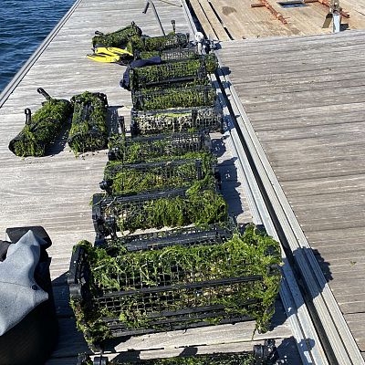 El IEO recupera vivas las ostras del proyecto RemediOS - Españoles en la mar | Escuchar