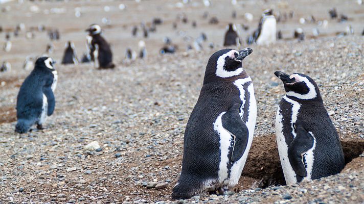 Kast pone en pausa la protección del pingüino de Humboldt - Hora América | Escuchar