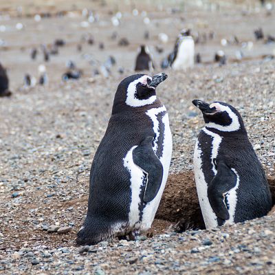 Kast pone en pausa la protección del pingüino de Humboldt - Hora América | Escuchar