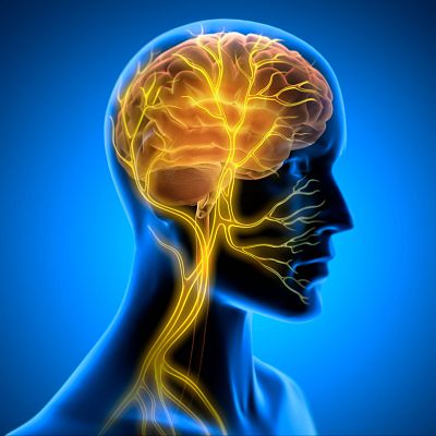 Relación entre cerebro y mente, neuronas y emociones - Marca España | Escuchar