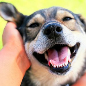 Documentos RNE - Documentos RNE - Perros y humanos, un pacto de amistad - Documentos RNE | Escuchar