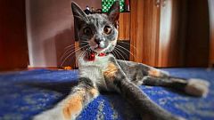Letras en juego - ¿Cuántos pies tiene el gato? - 28/04/26