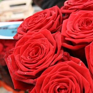 Celebrando España - Sant Jordi en Cataluña: la rosa y su historia - Celebrando España | Escuchar
