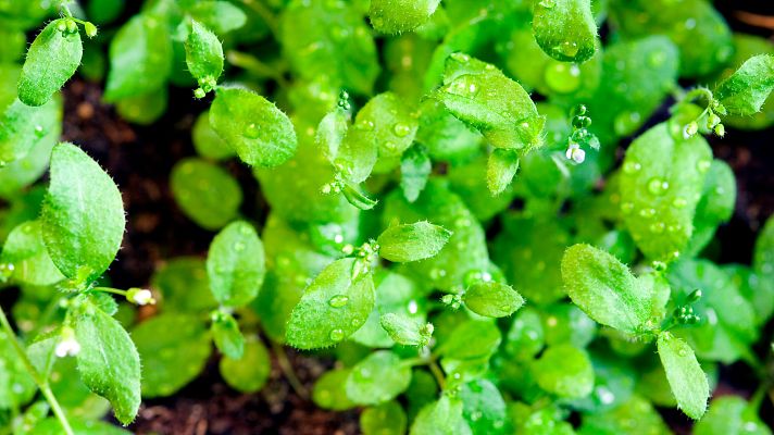 La diferente adaptación de las plantas al cambio climático - A golpe de bit | Escuchar