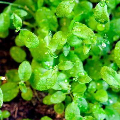La diferente adaptación de las plantas al cambio climático - A golpe de bit | Escuchar