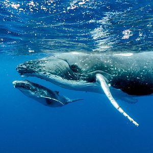 Reportajes 5 continentes - Reportajes 5 Continentes - Las ballenas del Estrecho de Ormuz