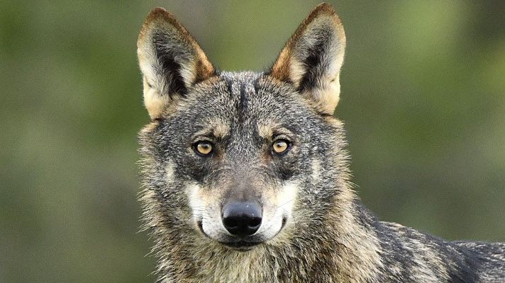 WWF gana una nueva batalla legal a favor del lobo ibérico - La Iberia verde | Escuchar