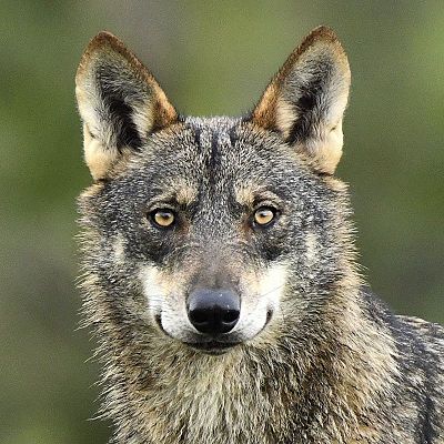 WWF gana una nueva batalla legal a favor del lobo ibérico - La Iberia verde | Escuchar