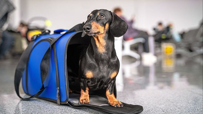 La UE regula la protección y el transporte seguro de mascotas - Europa abierta | Escuchar