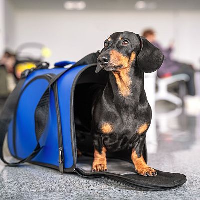 La UE regula la protección y el transporte seguro de mascotas - Europa abierta | Escuchar
