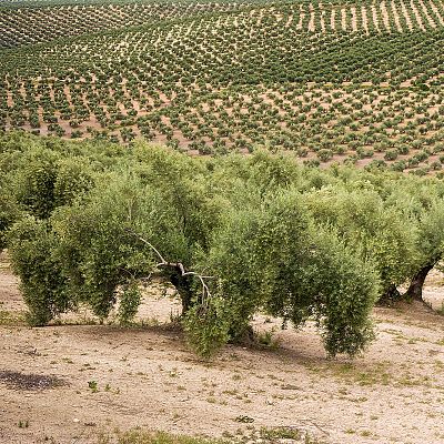 El mar de olivos y los AOVE de la DOP aceite de Madrid - En clave Turismo | Escuchar