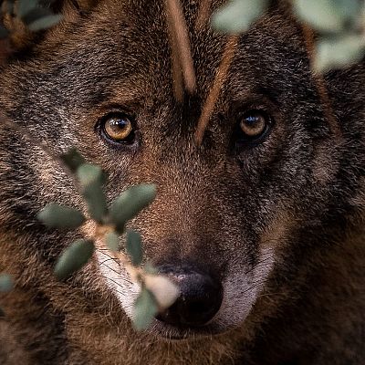 Tras las huellas del lobo ibérico en la geografía española - En clave Turismo | Escuchar