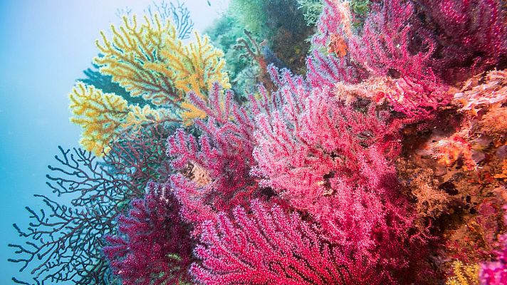 Ecorest, repoblando los ecosistemas marinos profundos - Españoles en la mar | Escuchar