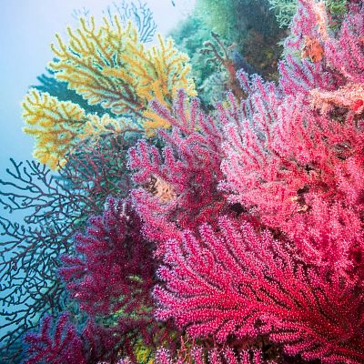 Ecorest, repoblando los ecosistemas marinos profundos - Españoles en la mar | Escuchar