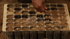 Reportajes en Radio 5 - Semillas ancestrales para combatir el cambio climático en Kenya - 26/05/26