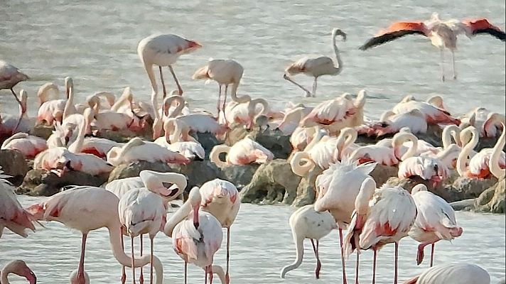 La Reserva Natural Laguna de Fuente de Piedra en Málaga - La Iberia verde | Escuchar