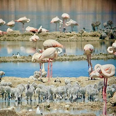 La Reserva Natural Laguna de Fuente de Piedra en Málaga - La Iberia verde | Escuchar