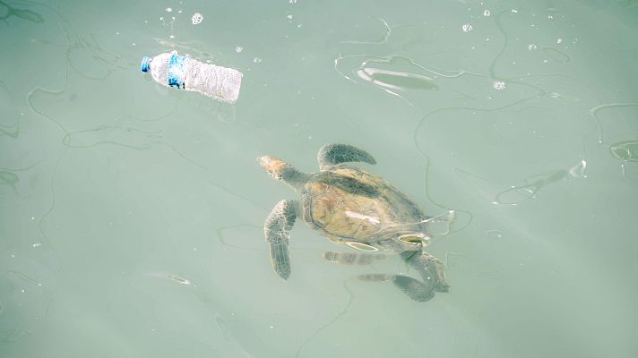 Macroplásticos, una amenaza letal para las tortugas marinas - Españoles en la mar | Escuchar