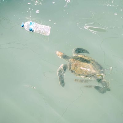 Macroplásticos, una amenaza letal para las tortugas marinas - Españoles en la mar | Escuchar
