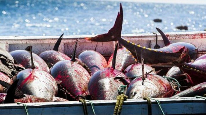 La compleja lucha contra la pesca ilegal - Españoles en la mar | Escuchar
