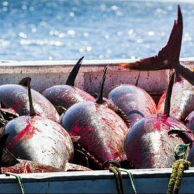 La compleja lucha contra la pesca ilegal - Españoles en la mar | Escuchar