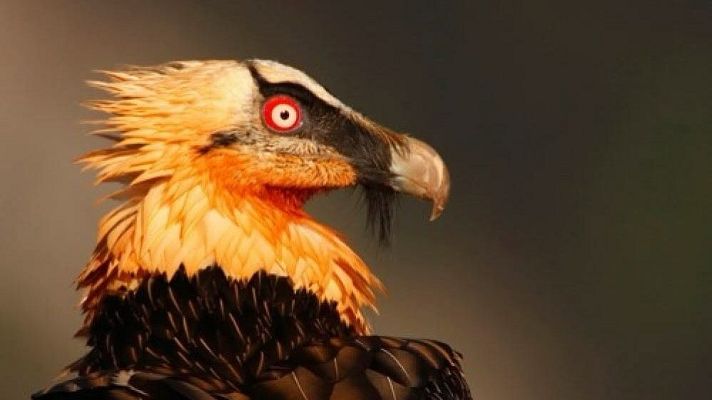 La Fundación para la Conservación del Quebrantahuesos - La Iberia verde | Escuchar