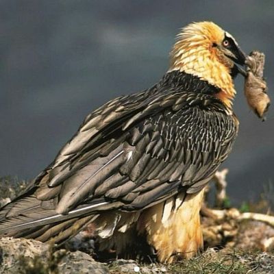 La Fundación para la Conservación del Quebrantahuesos - La Iberia verde | Escuchar