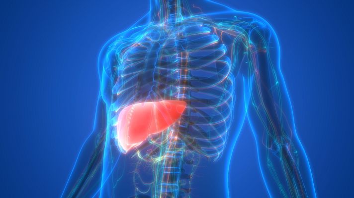 El hígado graso, un termómetro de la salud metabólica - A golpe de bit | Escuchar