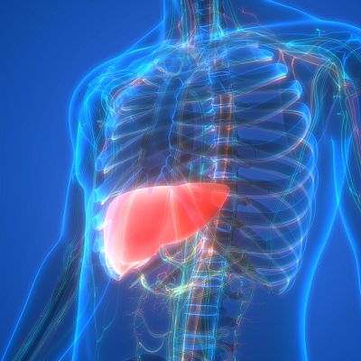 El hígado graso, un termómetro de la salud metabólica - A golpe de bit | Escuchar